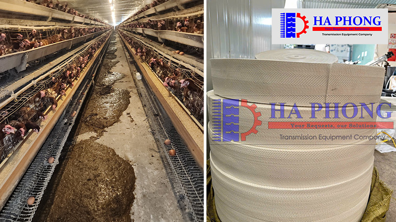 bangtaihaphong bang tai phan ga hoac trung ga cac loai 3